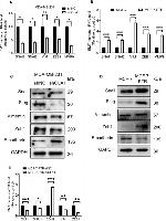 SNAIL Antibody in Western Blot (WB)