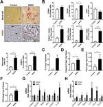 P2X7 Antibody in Immunohistochemistry (IHC)