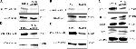 HIV1 Tat Antibody in Western Blot, Immunoprecipitation (WB, IP)