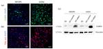 Vinculin Antibody in Western Blot (WB)