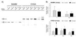 BAMBI Antibody in Immunohistochemistry (IHC)