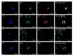 NPY Antibody in Immunohistochemistry (IHC)