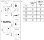 FOXP3 Antibody in Flow Cytometry (Flow)