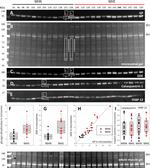 FKBP12 Antibody in Western Blot (WB)