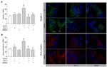 Annexin A1 Antibody in Immunocytochemistry (ICC/IF)