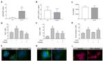 Annexin A1 Antibody in Flow Cytometry (Flow)