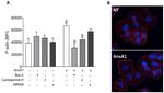 Annexin A1 Antibody in Immunocytochemistry (ICC/IF)