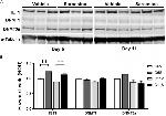 TET1 Antibody in Western Blot (WB)