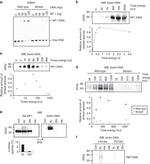 6x-His Tag Antibody in Western Blot (WB)