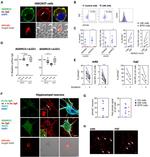 ADAM22 Antibody in Immunocytochemistry (ICC/IF)