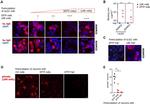 ADAM22 Antibody in Immunocytochemistry (ICC/IF)