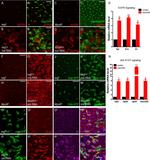 beta Galactosidase Antibody in Immunocytochemistry (ICC/IF)