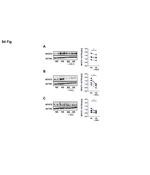 NFAT5 Antibody in Western Blot (WB)