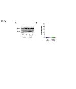 NFAT5 Antibody in Western Blot (WB)