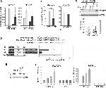 NOXA Antibody in Western Blot (WB)