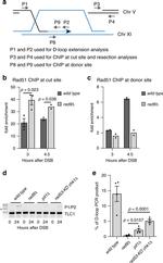 RAD51 Antibody in ChIP Assay (ChIP)