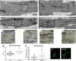 KDEL Antibody in Immunohistochemistry (IHC)