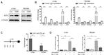 IFIT3 Antibody in Western Blot (WB)