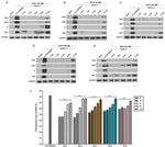 Dengue Virus Type 2 NS1 Antibody in Western Blot (WB)