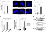 E2F1 Antibody in Western Blot, Immunoprecipitation (WB, IP)