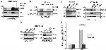 E2F1 Antibody in Western Blot, Immunoprecipitation (WB, IP)