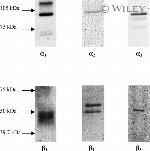 ATP1B1 Antibody in Western Blot (WB)