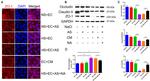 Occludin Antibody in Western Blot (WB)