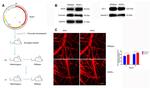 Occludin Antibody in Western Blot (WB)