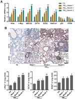 SOX2 Antibody in Immunohistochemistry (IHC)