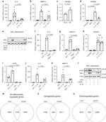 LDHA Antibody in Western Blot, RNA Immunoprecipitation (WB, RIP)