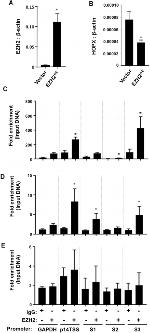 EZH2 Antibody in ChIP Assay (ChIP)