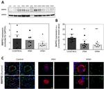 BMPR2 Antibody in Western Blot, Immunohistochemistry (Paraffin) (WB, IHC (P))