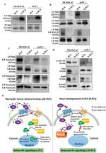 NEU2 Antibody in Western Blot, Immunoprecipitation (WB, IP)