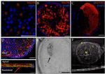 MUC5AC Antibody in Immunocytochemistry (ICC/IF)