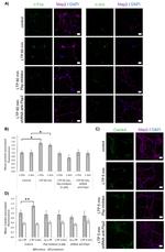 c-Jun Antibody in Immunocytochemistry (ICC/IF)