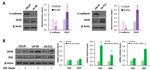 GFAP Antibody in Western Blot (WB)