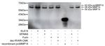 MMP14 Antibody in Western Blot (WB)