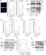 ALDH1A3 Antibody in Western Blot (WB)