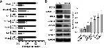 B-Myb Antibody in Western Blot (WB)