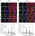 CPSF6 Antibody in Immunocytochemistry (ICC/IF)