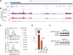 GAPDH Antibody in Western Blot (WB)