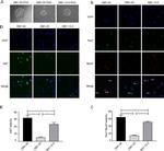 MYOD Antibody in Immunocytochemistry (ICC/IF)