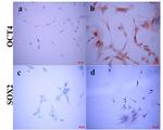 OCT4 Antibody in Immunocytochemistry (ICC/IF)