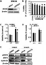 Cyclin D1 Antibody in Western Blot (WB)