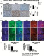 Phospho-AMPK alpha-1,2 (Thr172) Antibody in Immunohistochemistry (IHC)