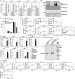 Decorin Antibody in Western Blot (WB)