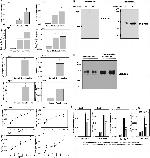 Biglycan Antibody in Western Blot (WB)