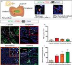 Alpha-Smooth Muscle Actin Antibody in Immunohistochemistry (IHC)