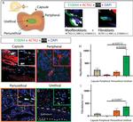 Alpha-Smooth Muscle Actin Antibody in Immunohistochemistry (Paraffin) (IHC (P))