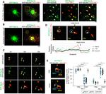 RAB1B Antibody in Western Blot (WB)